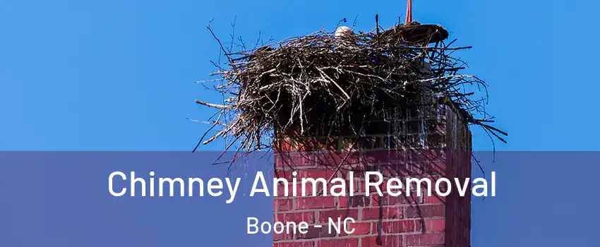  Chimney Animal Removal Boone - NC